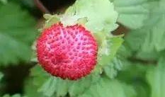 蛇莓漫画,奇幻冒险之旅